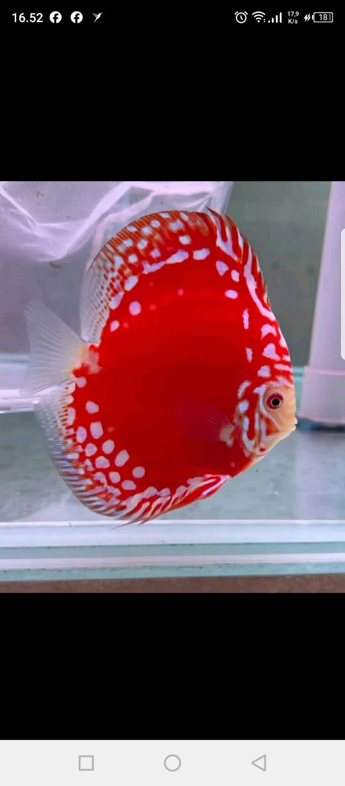 Red Raflesia Discus